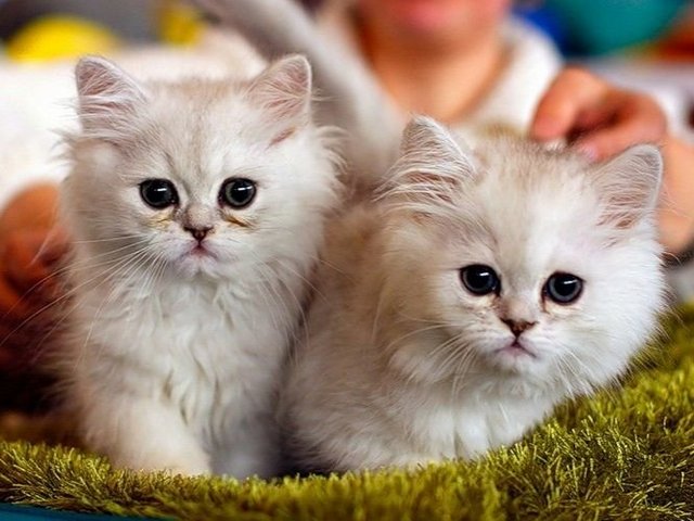 Породы кошек в Златоусте | ЗооТом портал о животных