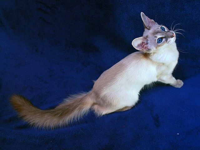 Выведенные породы кошек в Златоусте | ЗооТом портал о животных