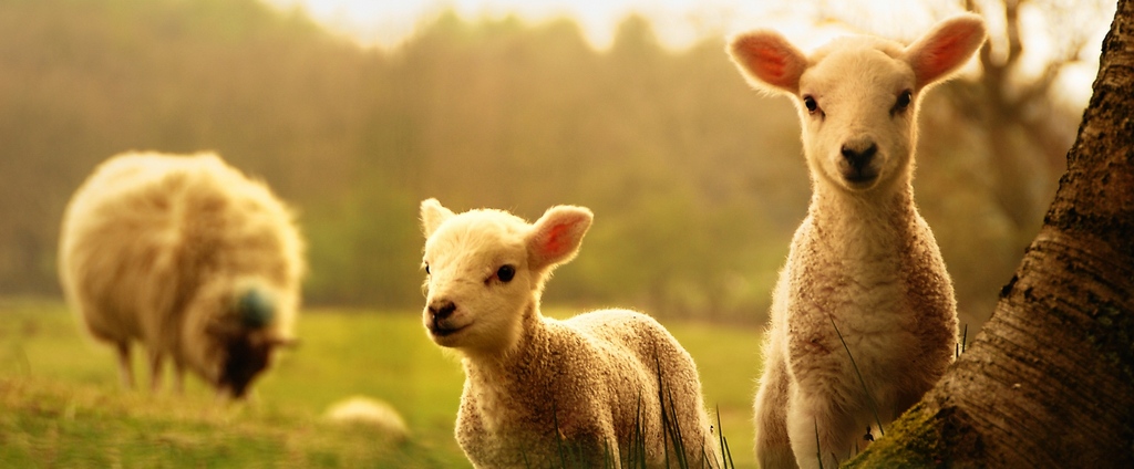 Объявления о сельскохозяйственных животных | ЗооТом - продажа, вязка и услуги для животных в Златоусте
