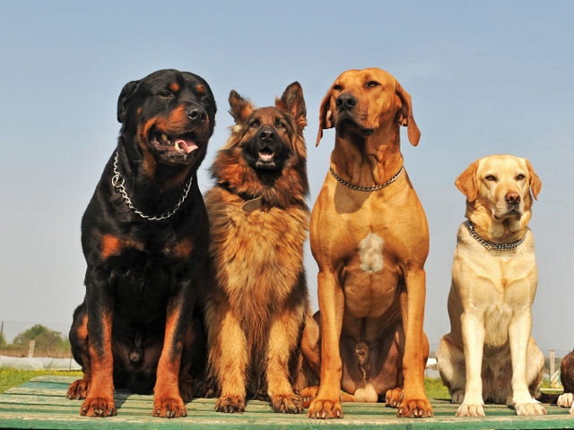 Крупные породы собак в Златоусте | ЗооТом портал о животных